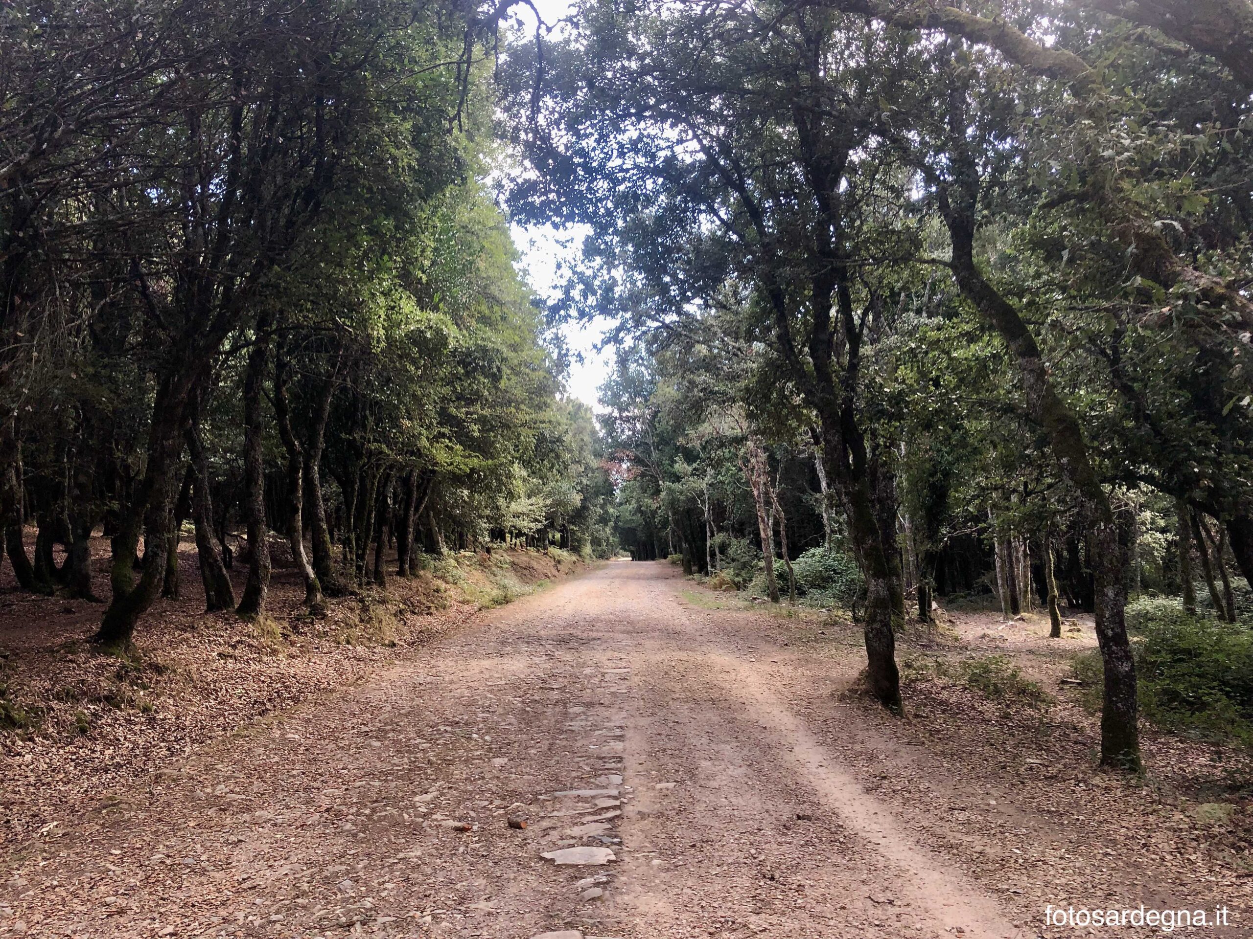 Sentiero Foresta Anela